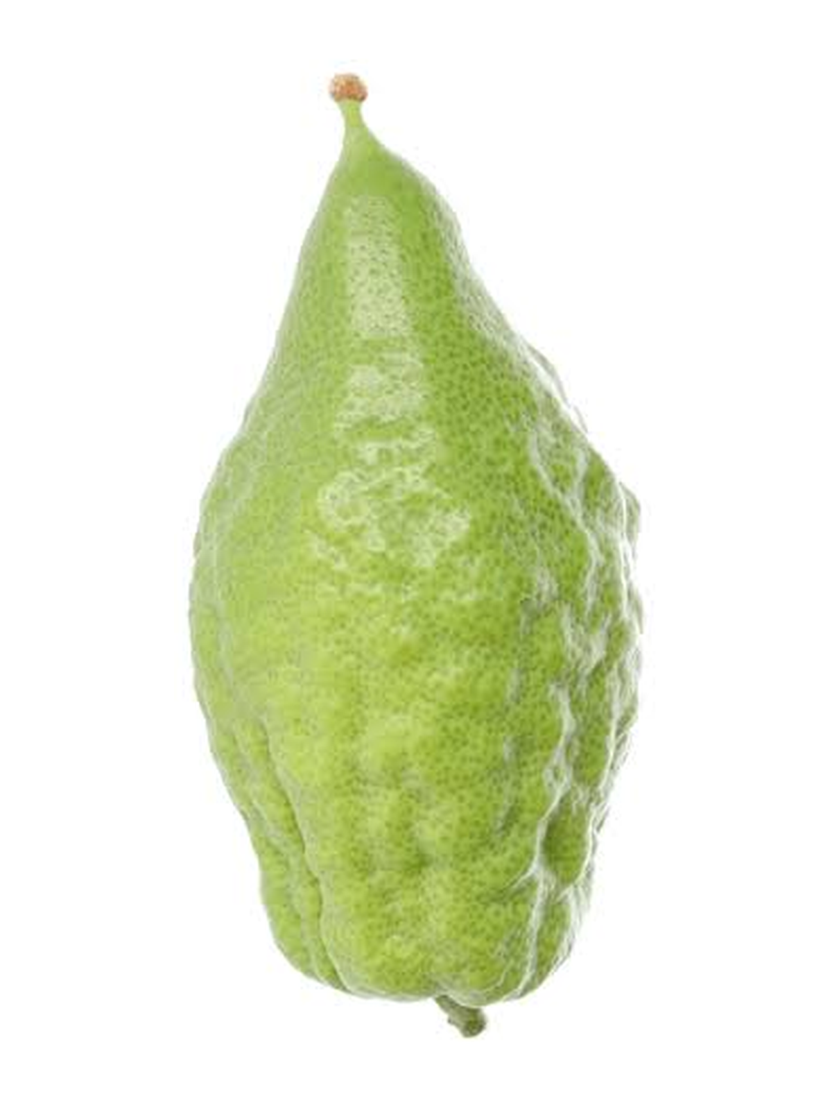 Large Mehudar Chazon Ish Esrog