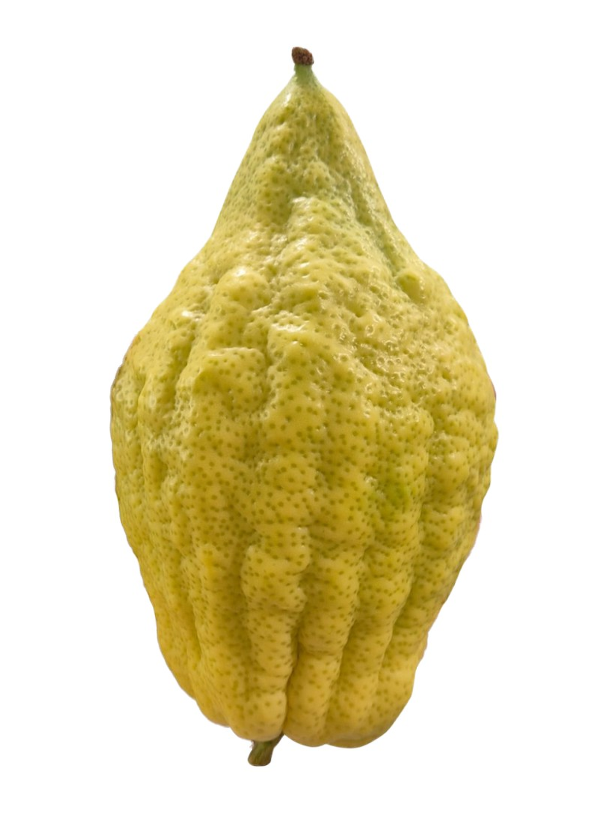 Extra Large Chazon Ish Esrog