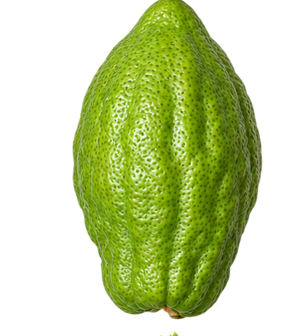 Extra Large Teimani Esrog (w/o Pitum)