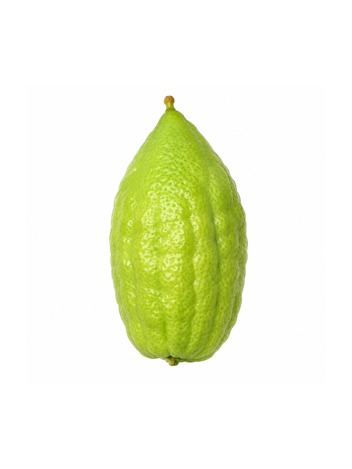Perfect Morrocan Esrog (with Pitum)