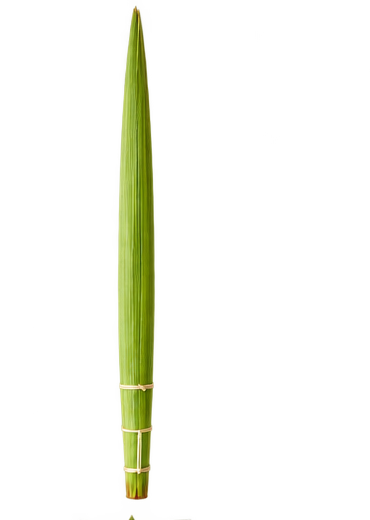 Tall Mehudar Deri Lulav